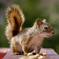Wakefield Premium Squirrel House Nesting Box (Squirrel)