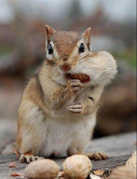 Wakefield Virginia Peanuts Animal Grade Raw Wildlife Peanuts (10 LBS) (Chipmunk)
