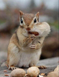 Wakefield Virginia Peanuts Shelled Animal Peanuts, 45 LBS (Chipmunk)