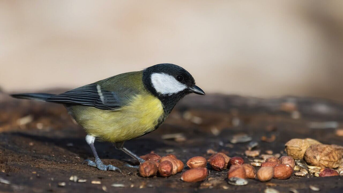 Wakefield Virginia Peanuts Shelled Animal Peanuts, 45 LBS (Bird Eating)