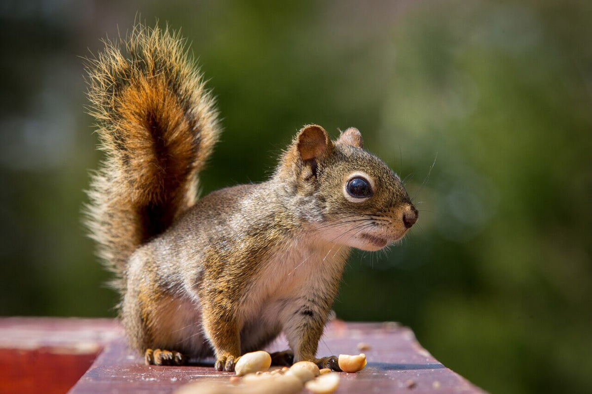 Wakefield Virginia Peanuts Shelled Animal Peanuts, 45 LBS (Squirrel)