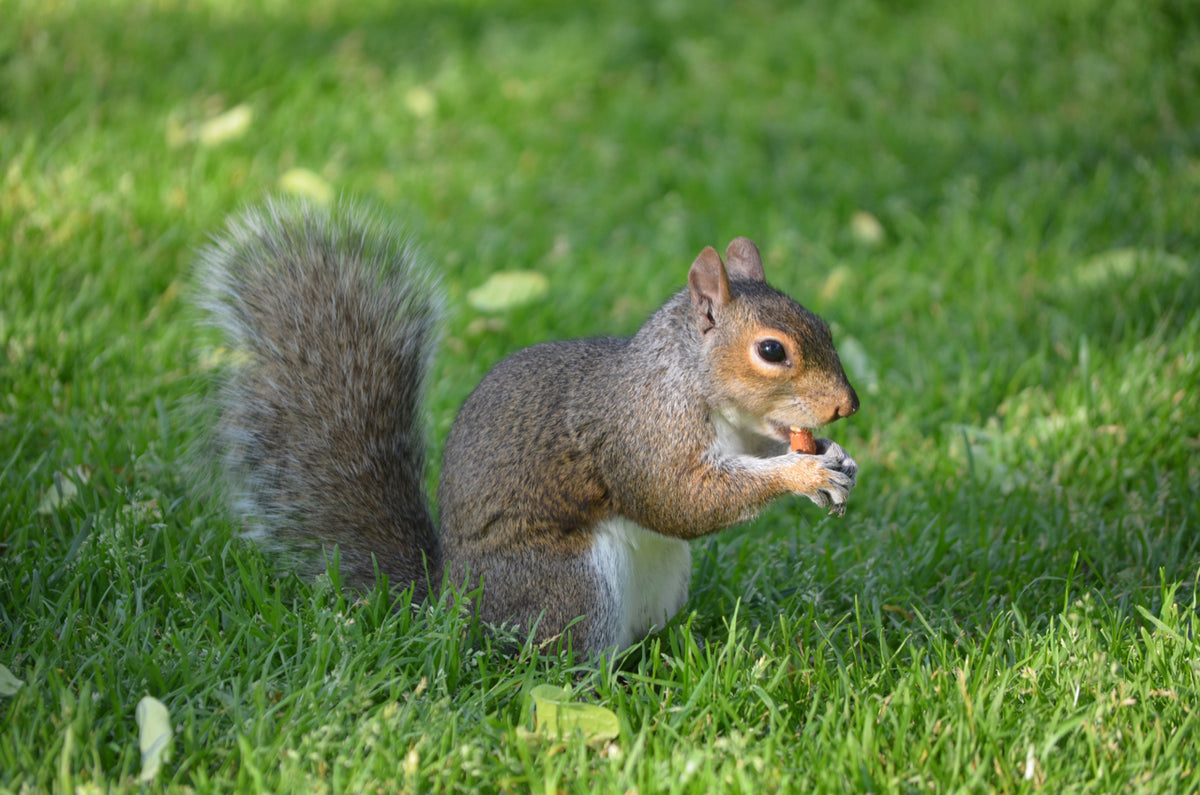 Wakefield Virginia Peanuts Animal Grade Raw Wildlife Peanuts (10 LBS) (Squirrel Eating)