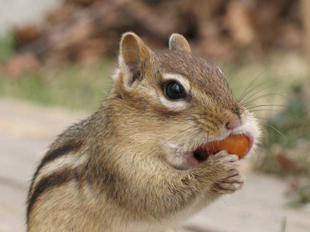 Wakefield Virginia Peanuts Animal Grade Raw Wildlife Peanuts (10 LBS) (Chipmunk Eating)